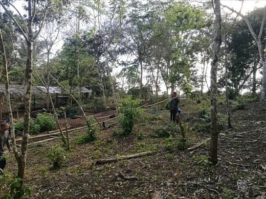 Vi planter Scalesia træer