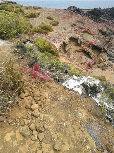 Endnu en Booby. Eller sule hvis du hellere vil have det kedelige danske ord!