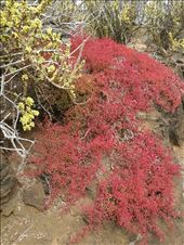 Red Vesuvium: by tinast, Views[222]