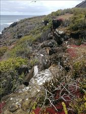 En til sule: by tinast, Views[221]