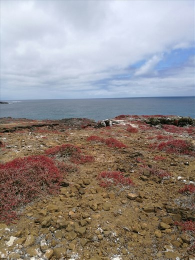 Punta Pitt er det eneste sted i verden hvor både blåfodede, rødfodede og Nasca suler yngler sammen