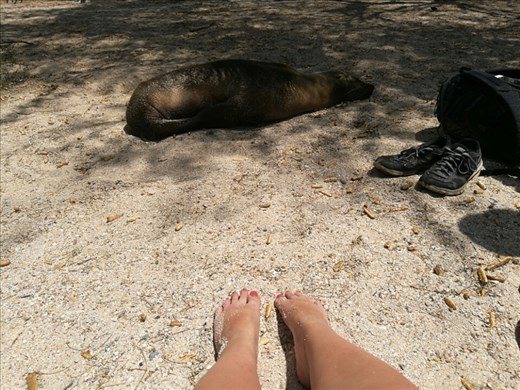 En modig søløve, der ikke er bange for sure tæer