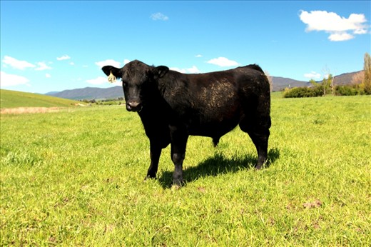 G17 - Stud Bull.
One of the many bulls on the stud property