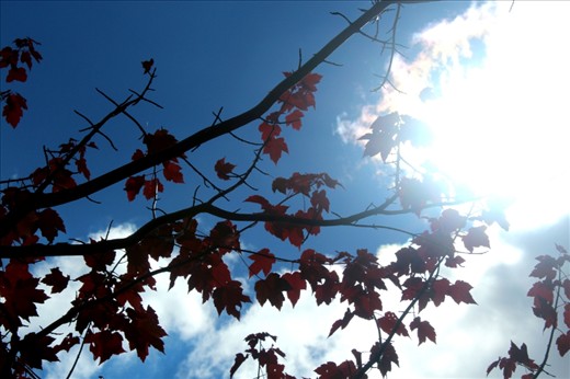 Red Leaves - showing the change of the seasons on the property