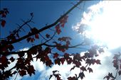 Red Leaves - showing the change of the seasons on the property: by tinaw, Views[304]