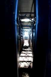 The Cattle Crush - looking through the exit where hundreds of cows and bulls are weighed each year.: by tinaw, Views[351]