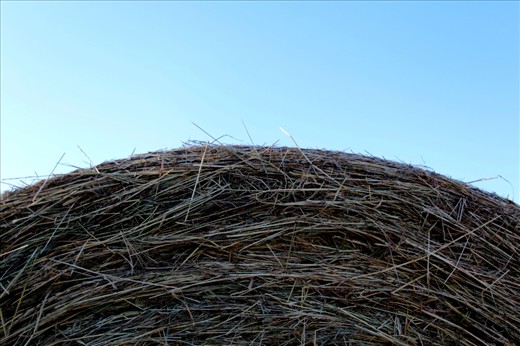 Hay blue sky - course hay against a smooth blue sky.