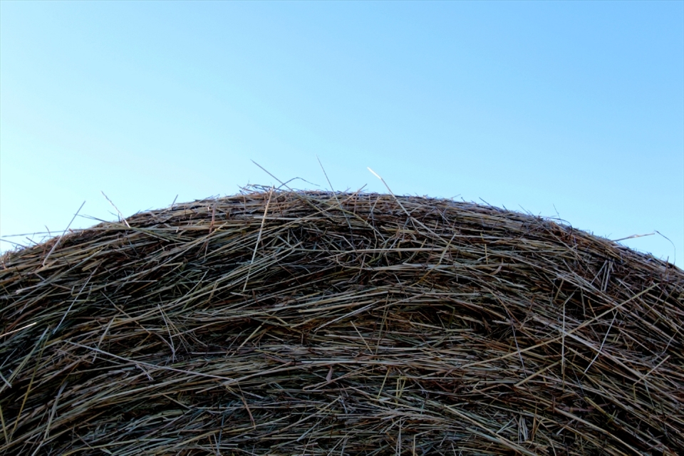 Hay blue sky - course hay against a smooth blue sky.