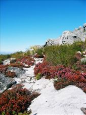 by tinkertales, Views[161]