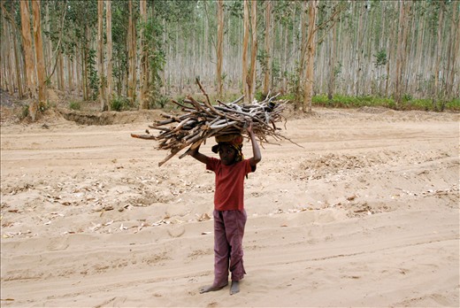 A boy carrying wood from the countryside to town.