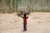 A boy carrying wood from the countryside to town.: by tiph, Views[482]