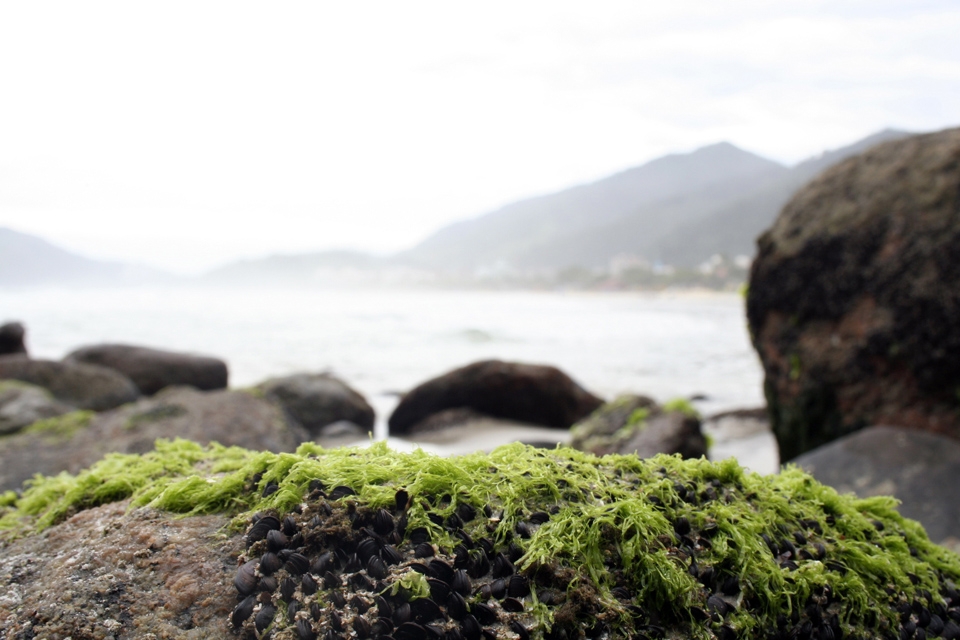 I love macros about nature, but the most Like from this one is the contrast between the fuzzy and far away mountains with the sharpen and closer rocks.