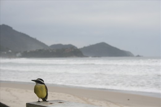 I was eating some delicious shrimps when suddenly I get this little guy, he stood there for a long time watching and waiting to try my food, so I made him my photo hero.