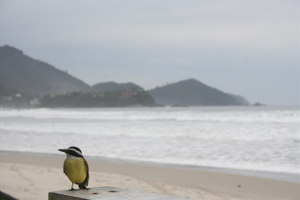 I was eating some delicious shrimps when suddenly I get this little guy, he stood there for a long time watching and waiting to try my food, so I made him my photo hero.