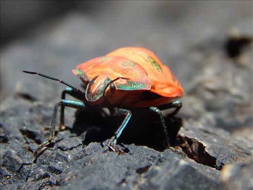 At the end of the day, as I made my way back to the ferry, I stopped to get some water. Crawling towards me on a rock was a beautiful, yet delicate beetle, decorated in orange, blue and green colors. This marching insect pushed its way forward without looking back, without any knowledge of the place he calls home. From out of the sea, rose a mountain of hot lava, still warm to this day. Yet, the seeds of nearby trees and mosses took their chance and started to grow. Through time, just like the marching beetle, organisms began to set up their homes on Mt. Ragnitoto. Now full of life, this island is the perfect balance between new and old, and shows how even in the darkest of times, beautiful things can happen.