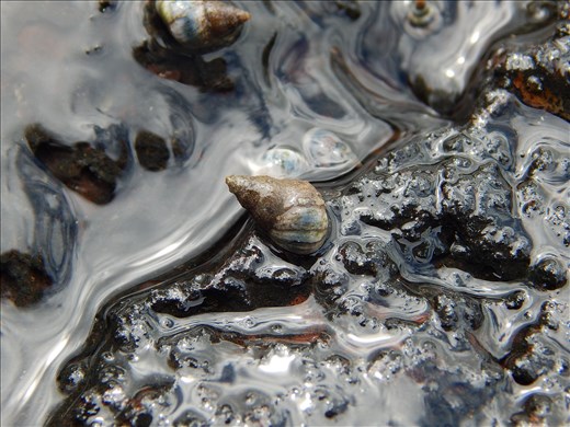 As I walked down to the base of the island, where it meets the sea. I was fascinated by the contrast between the black rock and blue water. I looked down and saw a periwinkle snail clutched to the base of a rock. I took this photograph to show the movement of life to the volcano island. Between the water and black lava rock, it looks like an oil spill has just happened, trapping the snail. It goes to show that even in extreme and destructive events, life can recover. Among all the darkness and destruction, given enough time, beauty can arise once again. 