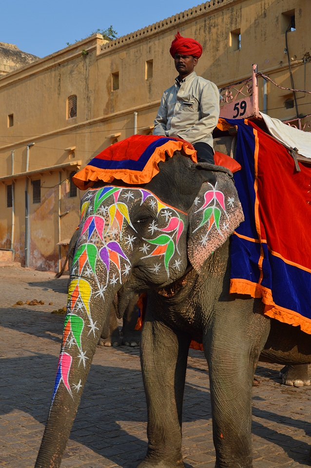 A beautifully painted elephant in Jaipur.