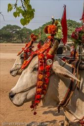 by tomaszo, Views[142]