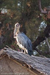 by tomaszo, Views[131]