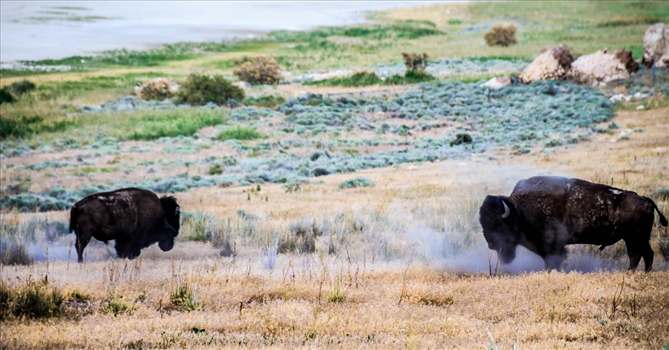 Buffalos on Antelope Island