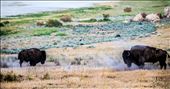 Buffalos on Antelope Island: by tomcam, Views[206]