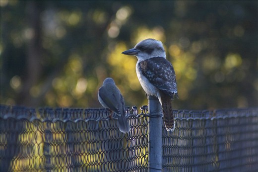 Kookaburra sitting tall