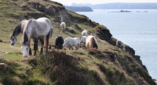 Wild Horses grazing underneath Carn Llidi