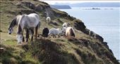 Wild Horses grazing underneath Carn Llidi: by tomkynbowell, Views[245]
