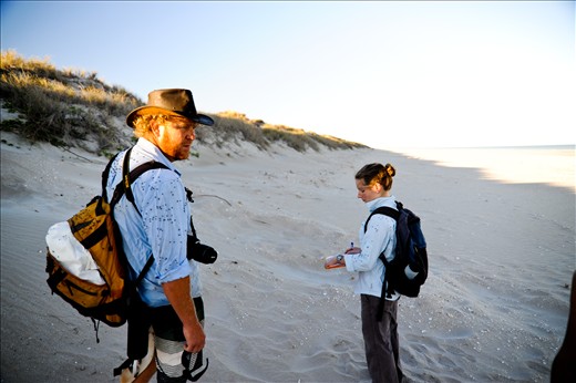Researchers and volunteers cover 6 Kilometres of beach on foot every morning recording data from the previous evenings nesting. Temperatures often exceed 35 degrees centigrade during November so early starts are essential. 
