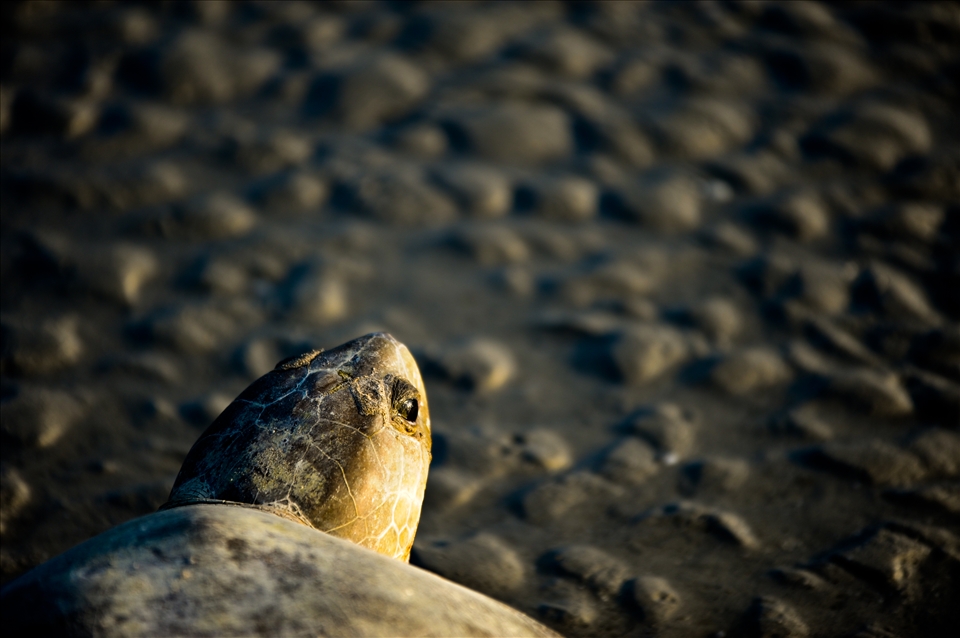 Exhausted after an evening nesting, and caught out by the large tidal shift, this female faces the rising sun. If she does not reach the ocean before temperatures rise too high she may become stranded.
