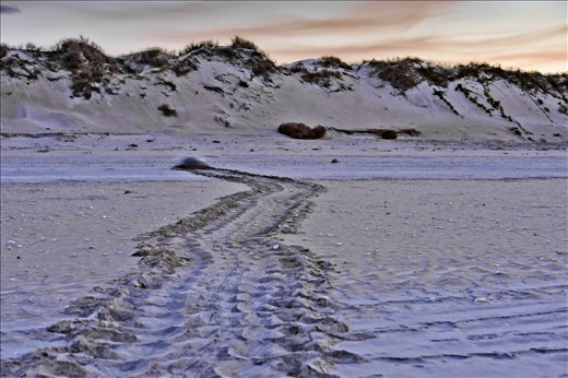 After travelling from her feeding grounds off Indonesia, this female comes ashore to nest shortly after dusk.
