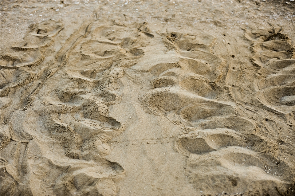 The 'crawl marks' of a female who has nested. Returning to leave her legacy on the beach where she hatched. 