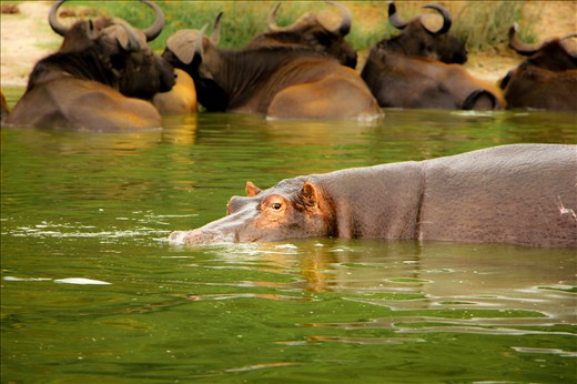 Animals laze in the murky waters of Lake Edward, escaping the crushing heat.