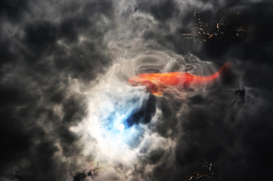 Fish swimming in the reflection of the sun