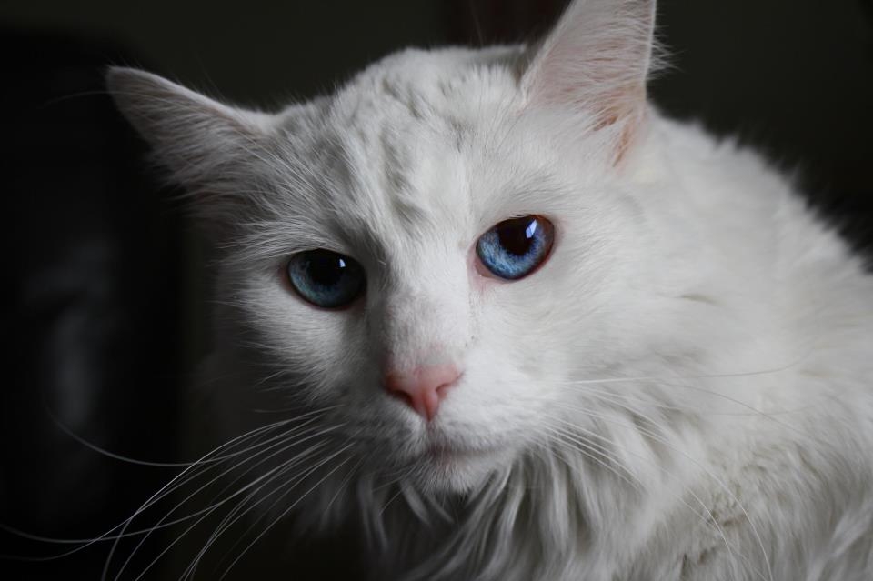 My little Kitty Asia, who sadly just pased away ...