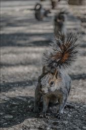 squirrels: by tonatiuh, Views[211]