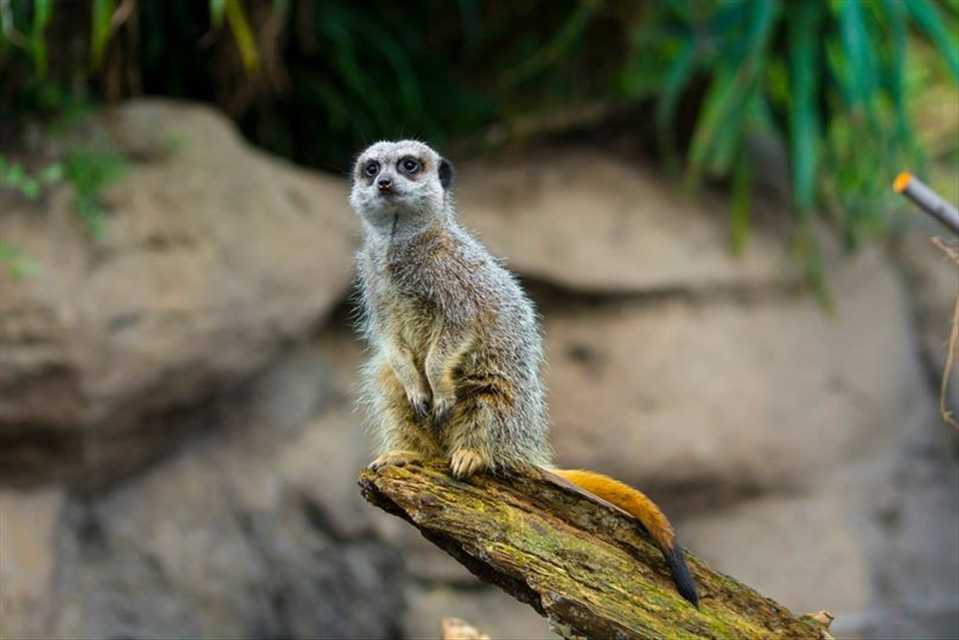 King of the Hill in Melbourne Zoo; Melbourne, Australia.