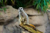King of the Hill in Melbourne Zoo; Melbourne, Australia.: by tonnes, Views[243]