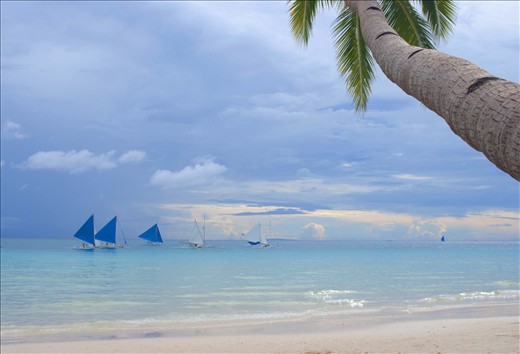 Palm on the white beach