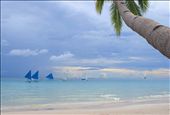Palm on the white beach: by tony_the_magic, Views[1089]