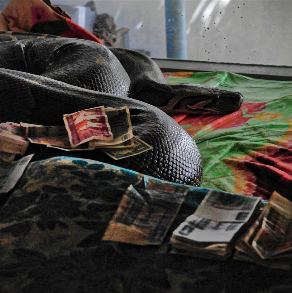 The holy Burmese Python: granting food related wishes for hungry devouts