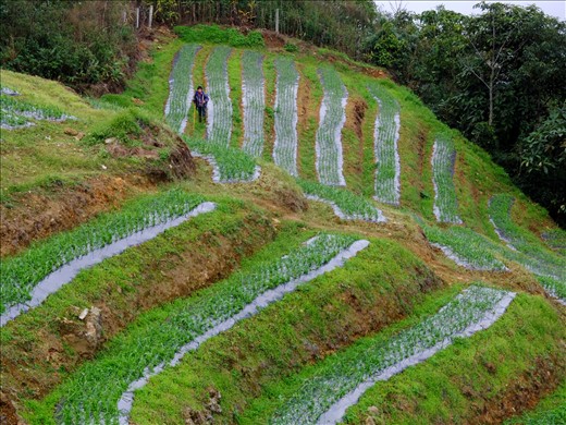 Farming on the highest mount of VN is the artist work. The heart shape caught me