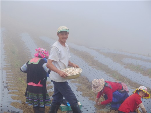 This Hmong family is working on their garic farm while the sun hidden behind