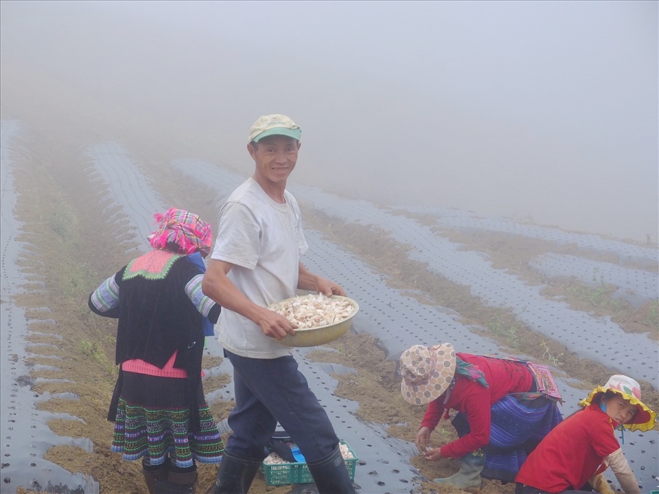 This Hmong family is working on their garic farm while the sun hidden behind