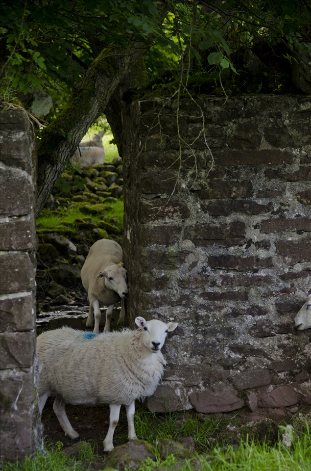 Sheeps hiding 