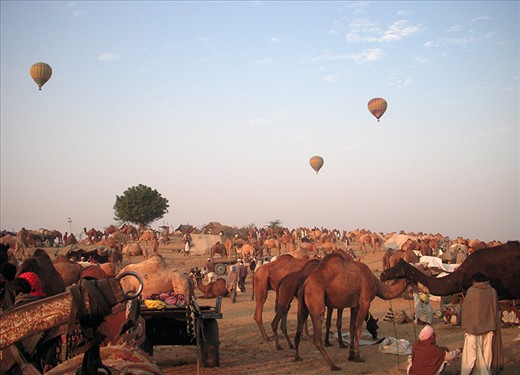 Pushkar a small town in Rajasthan India springs up for livestock fair.