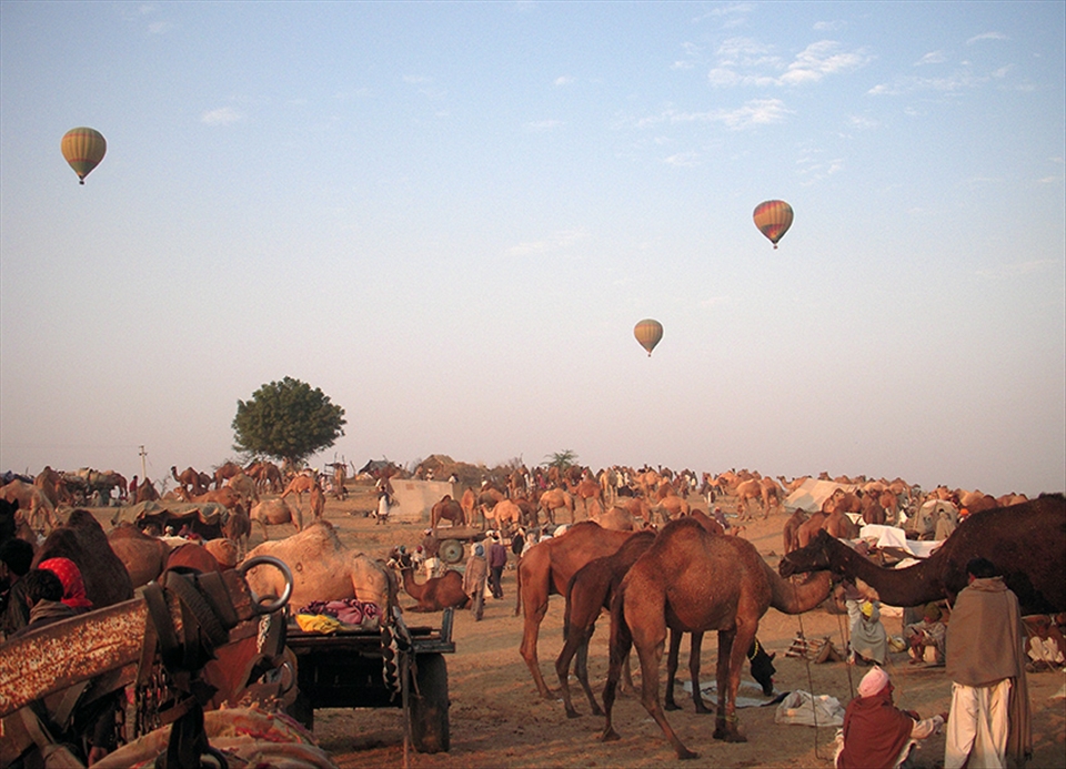 Pushkar a small town in Rajasthan India springs up for livestock fair.