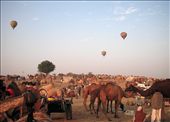 Pushkar a small town in Rajasthan India springs up for livestock fair.: by toshkum, Views[274]