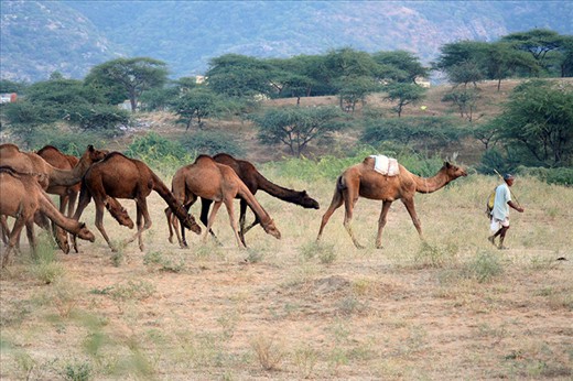 Herd of camels obediently follow the master into the open grounds.