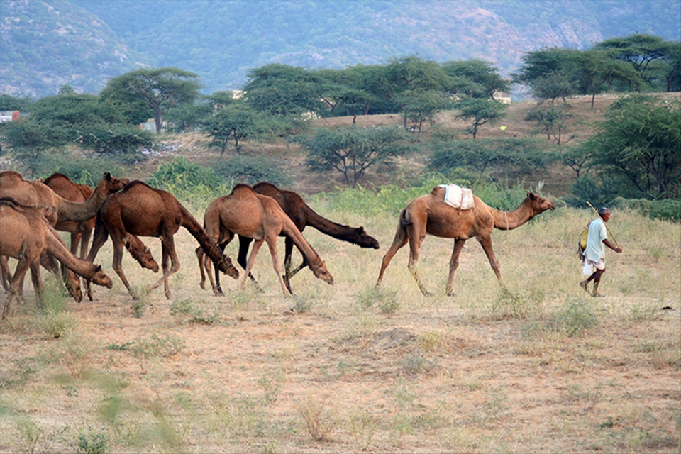 Herd of camels obediently follow the master into the open grounds.